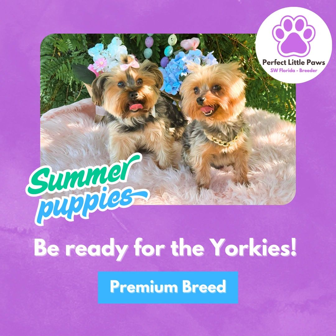 summer yorkies at perfect little paws