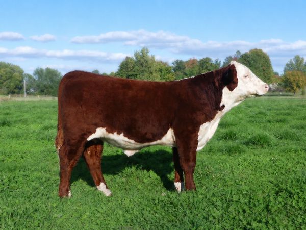 Brown and white cow standing on green grass.