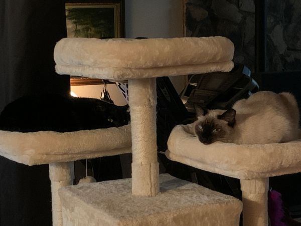 A black cat and a Siamese cat on a cat tree