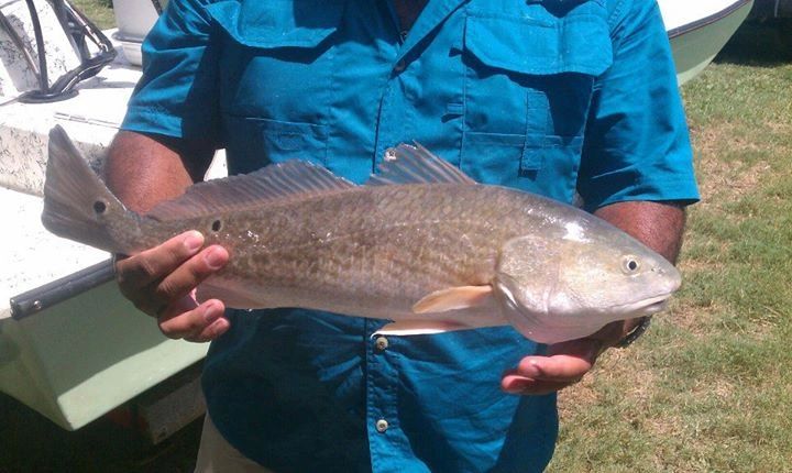 Red fish caught here on South Padre Island! Also known as a Red Drum.
