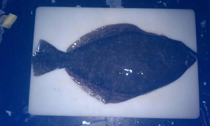 Flounder catch of the day!