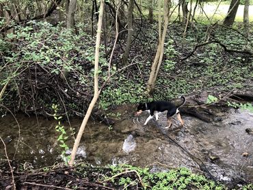 dog in the creek
