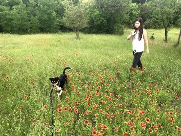 walking dog in flowers