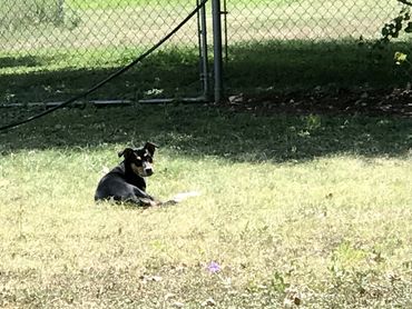 dog basking in the sun