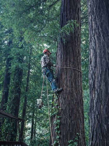 Professional tree service in safety gear climbs a tall tree in a dense forest. Smith River CA