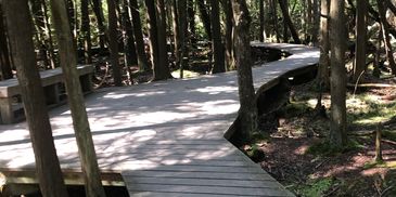 Wooden boardwalk winding through a forest.