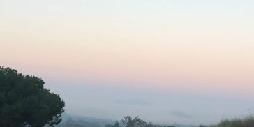 Foggy landscape with trees at dawn or dusk.