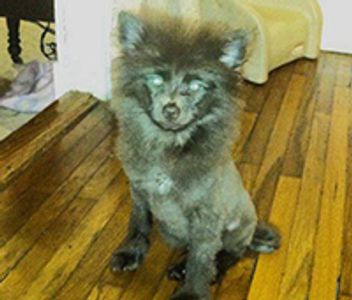 Lost Pet Found Pet LLC