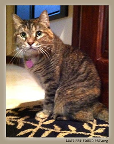Lost Pet Found Pet LLC