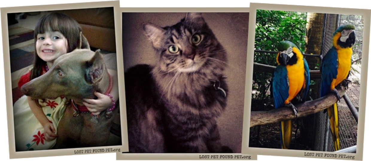 Lost Pet Found Pet LLC