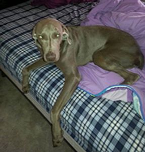 Lost Pet Found Pet LLC