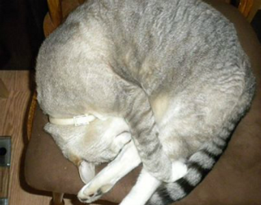 Lost Pet Found Pet LLC