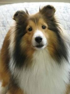 Lost Pet Found Pet LLC