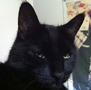 Lost Pet Found Pet LLC