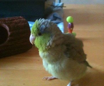 Lost Pet Found Pet LLC