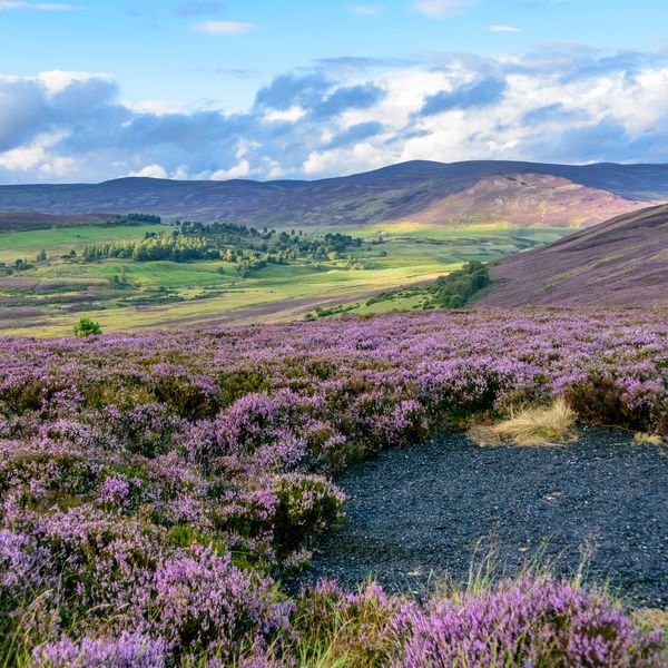 Beautiful native purple heather on the gently rolling hills of the Cairngorms