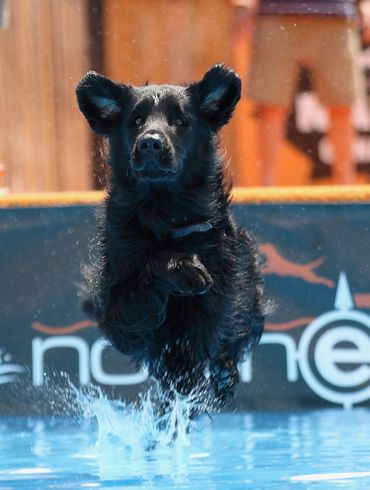 A member's dog competing in dock diving.