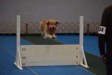 Competing at an obedience trial!