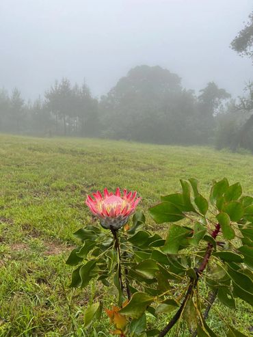 A single pink flower blooming in a foggy field with trees in the background.