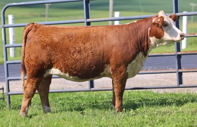 Brown and white cow standing in a grassy enclosure.