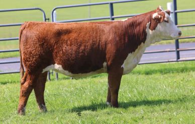 Brown and white cow standing in a grassy field.