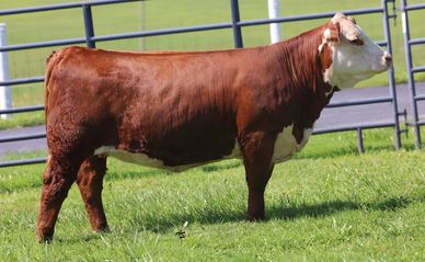 A brown and white cow standing on grass.