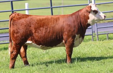 Brown and white cow standing on grass.