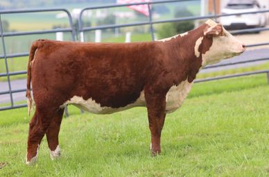 A brown and white cow standing on green grass.