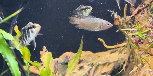 Various colorful freshwater fish swimming in an aquarium.