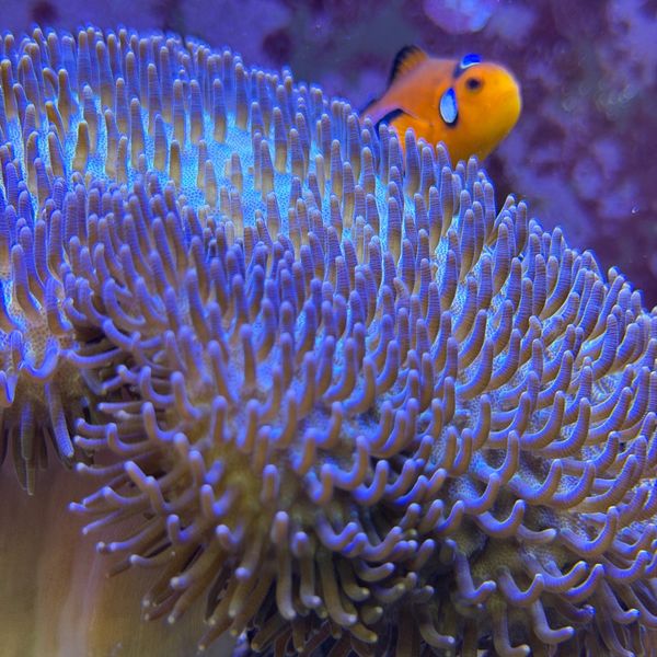 Clownfish swimming near purple sea anemone.