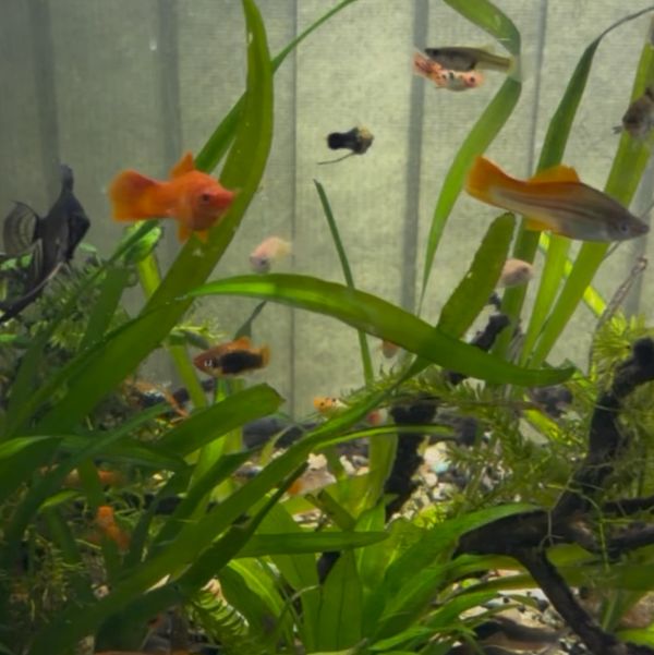 Colorful fish swim among green aquatic plants in an aquarium.