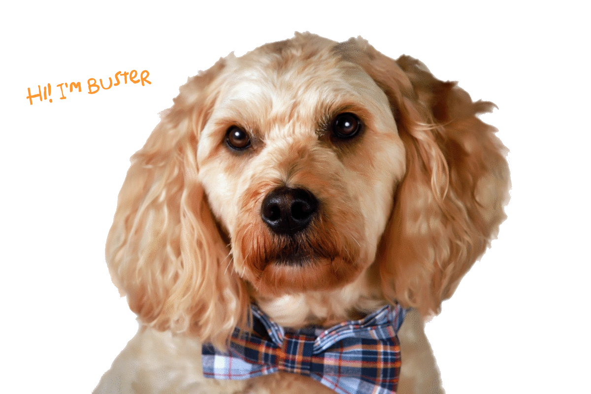 Buster's Buddies - Dog Day Care, Dog Grooming, Pet Boarding