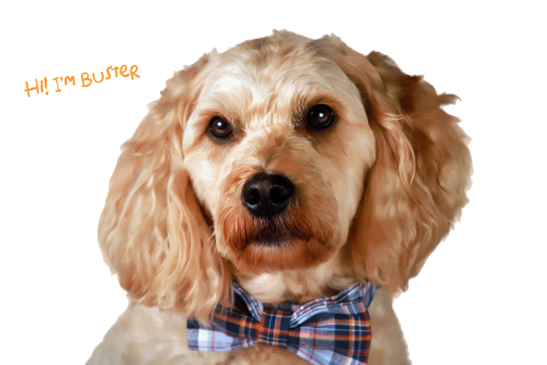 Buster in a bow tie