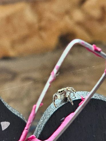 Friendly jumping spider who hangs with us!