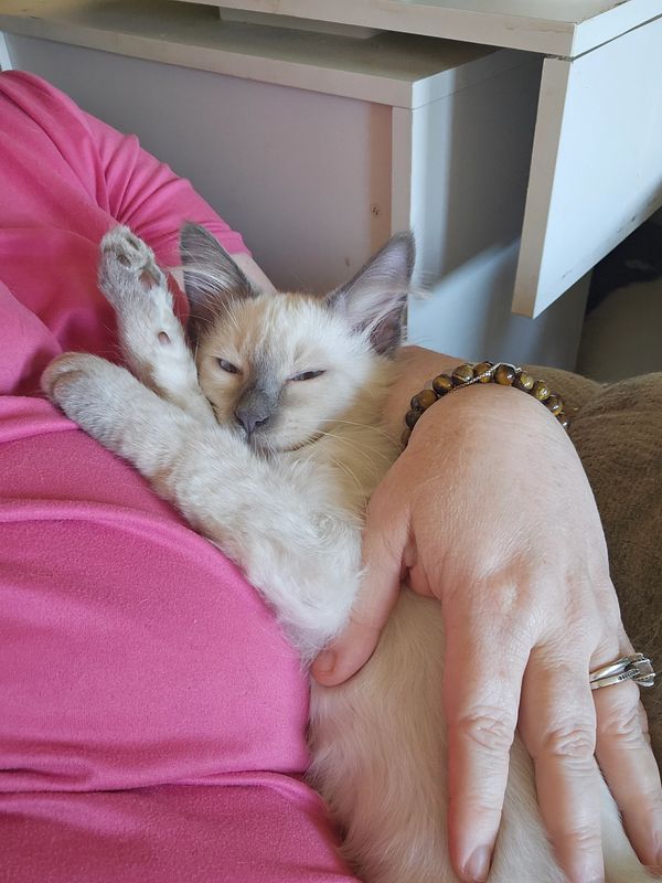 Teddy - Blue point Balinese. Super loving and playful. Ready now. He was pick of the litter.