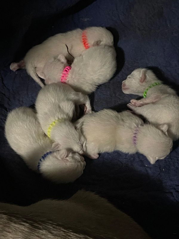 Georgia had a litter of 6 on 10-21-2025