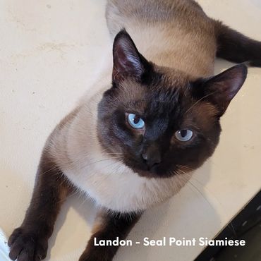Landon - Seal Point Siamese