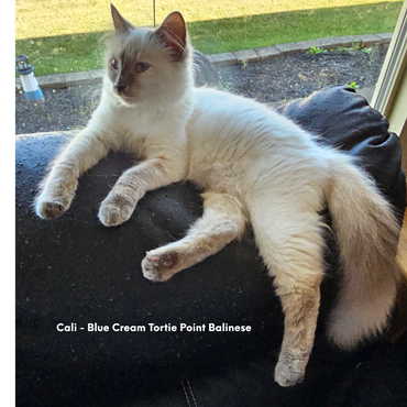 Cali - Blue Cream Tortie Point Balinese