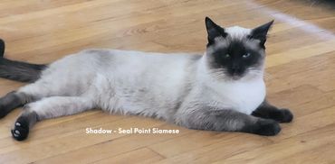 Shadow - Seal Point Siamese