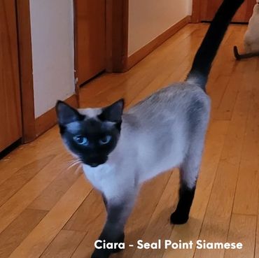 Ciara - Seal Point Siamese