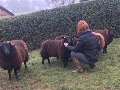 Rach getting to know our mini-flock