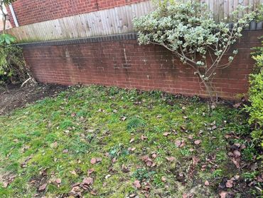Garden area with green grass, scattered leaves, and brick walls with plants.