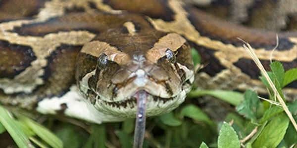 South Florida Water Management District is the leader in removing Burmese pythons form our environme