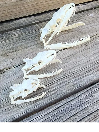 Skulls and Skins from Florida Burmese Pythons caught by the Everglades Avengers Team are for sale to