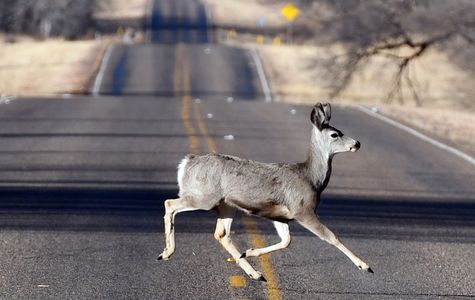 Deer crossing road