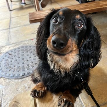 Tato the clinic dog. A Black and Tan Long Haired Daschund smiling 