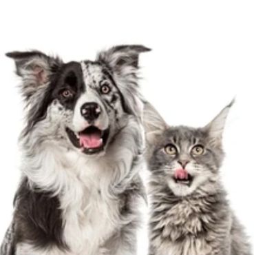 The PET Movement : Pets Are Family Unite voices to advocate Animal Rights Law reform