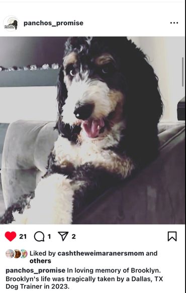 The PET Movement : Pets Are Family Unite voices to advocate Animal Rights Law reform, Dogs