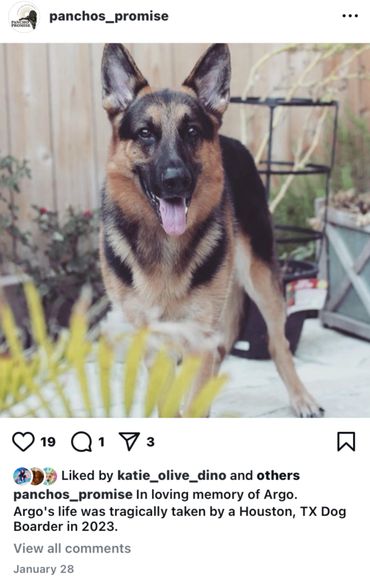 The PET Movement : Pets Are Family Unite voices to advocate Animal Rights Law reform