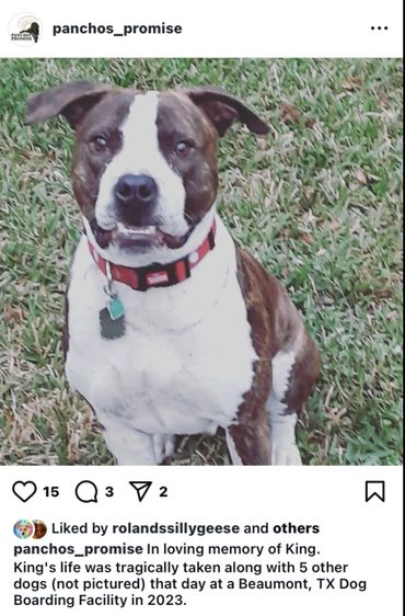 The PET Movement : Pets Are Family Unite voices to advocate Animal Rights Law reform, Dogs